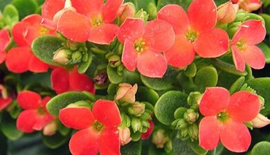 Kalanchoe ქრონიკული პროსტატიტის სამკურნალოდ